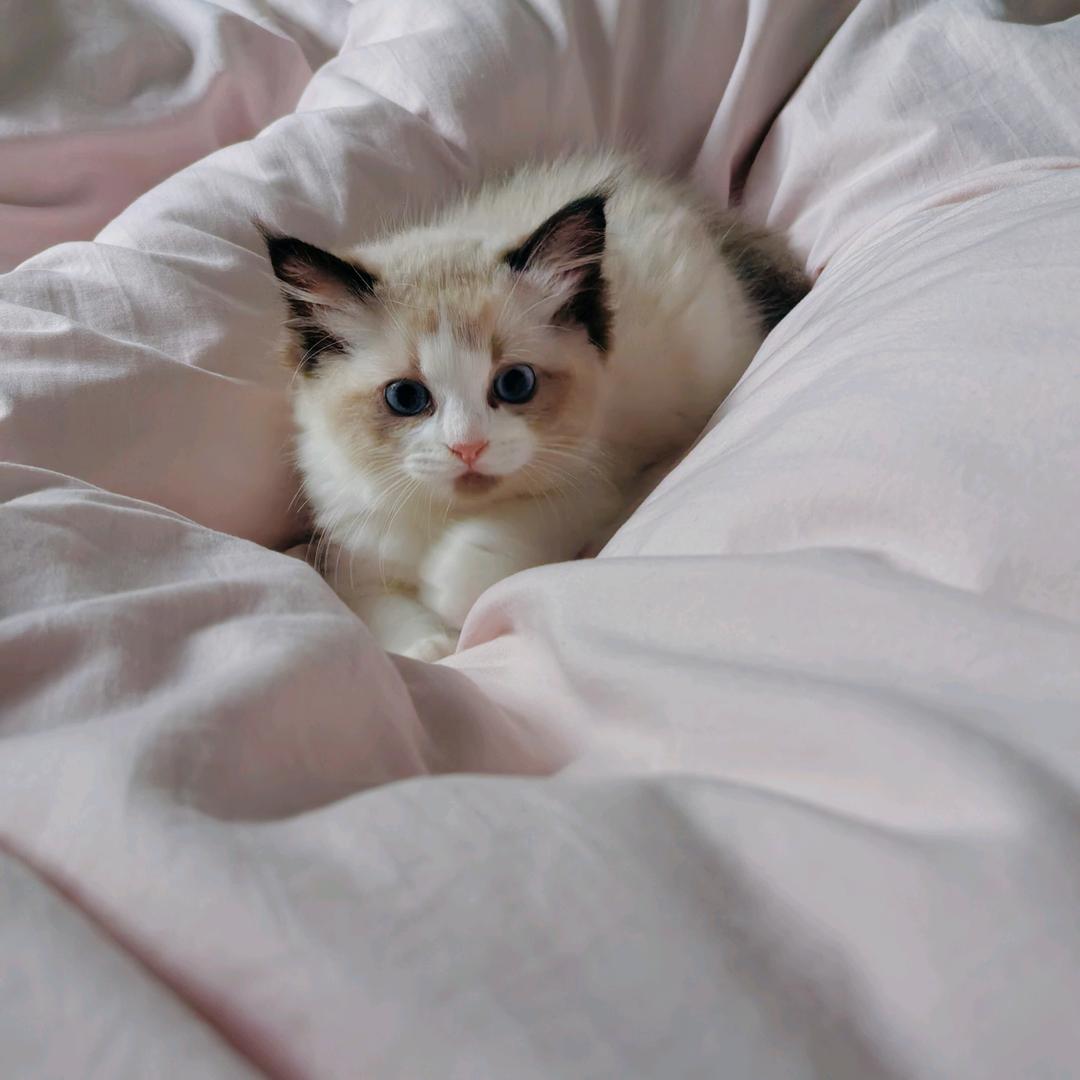 脑袋空空的优优