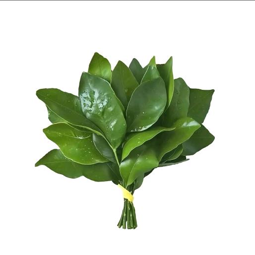 萱萱公主