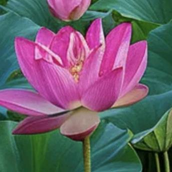 曼陀花