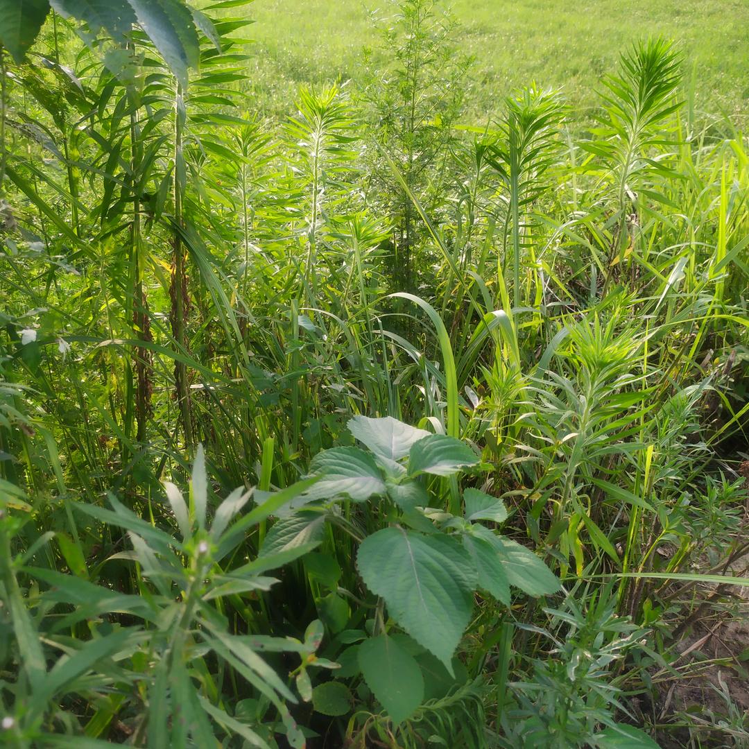 青草