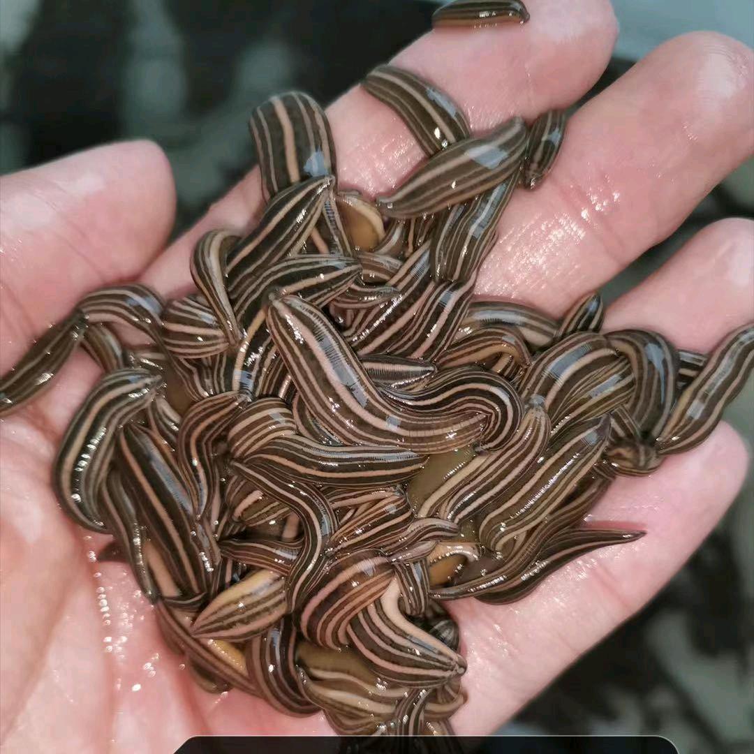 专业水蛭医蛭养殖