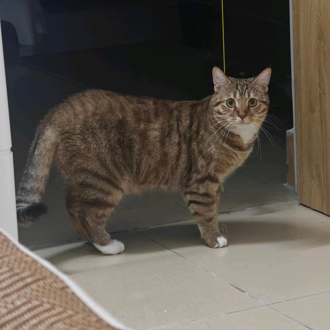 一坨肥肥鹿