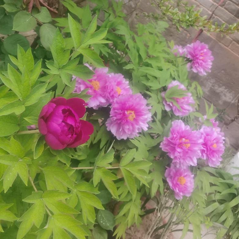 心存善念 必有后福🙏