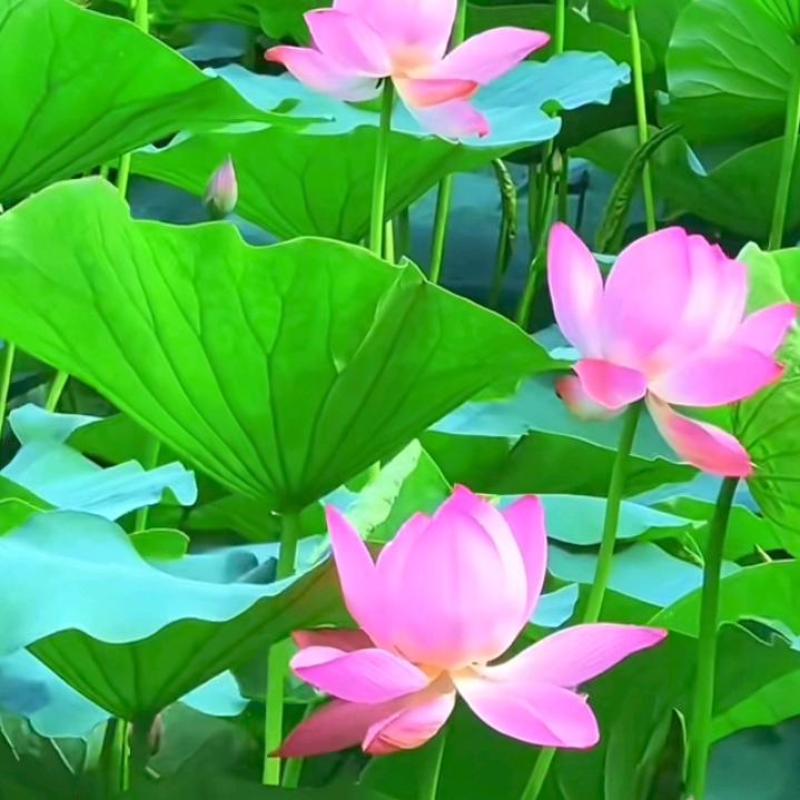 天水川妹子
