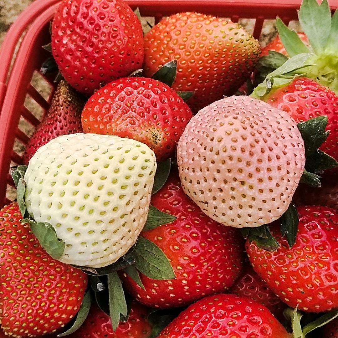 阿敏草莓庄园