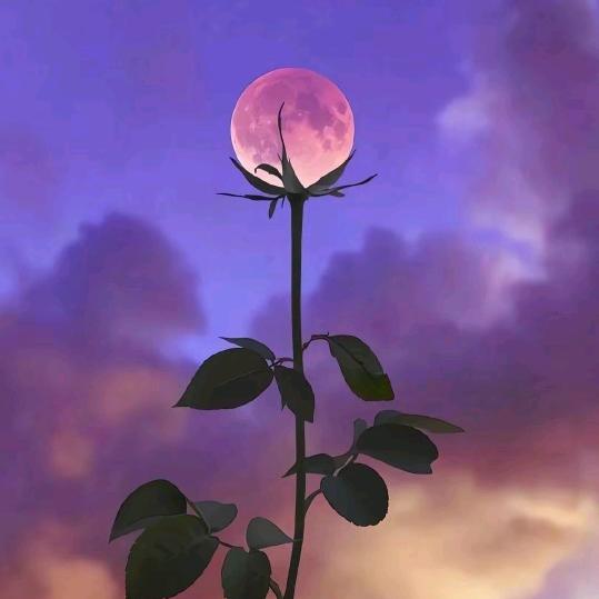 🌿((🌑木凡的天空🌑))🌿