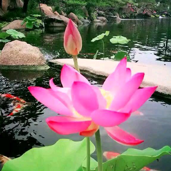 ✨知足常乐