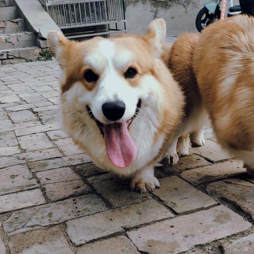 萌宠诚信柯基馆