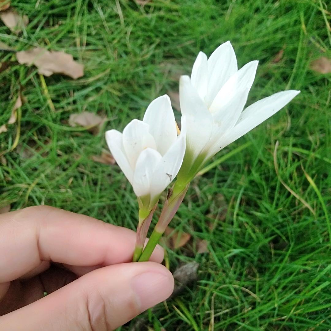 单身多年的丑女