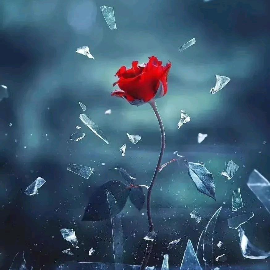 破冰的玫瑰
