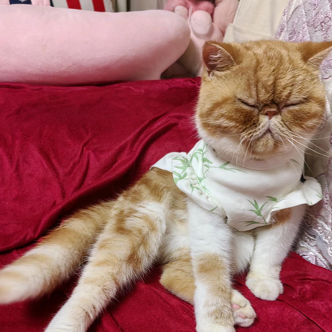 加菲妞妞的幸福生活