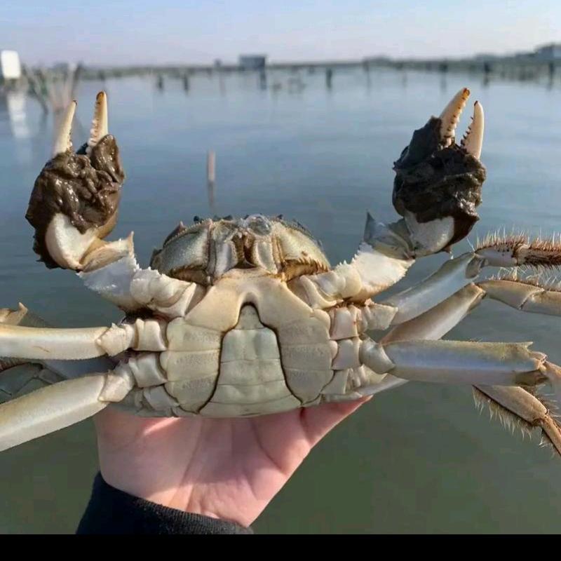 红膏大闸蟹产地全国各地直发