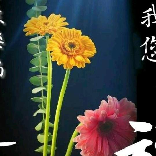 红枫叶