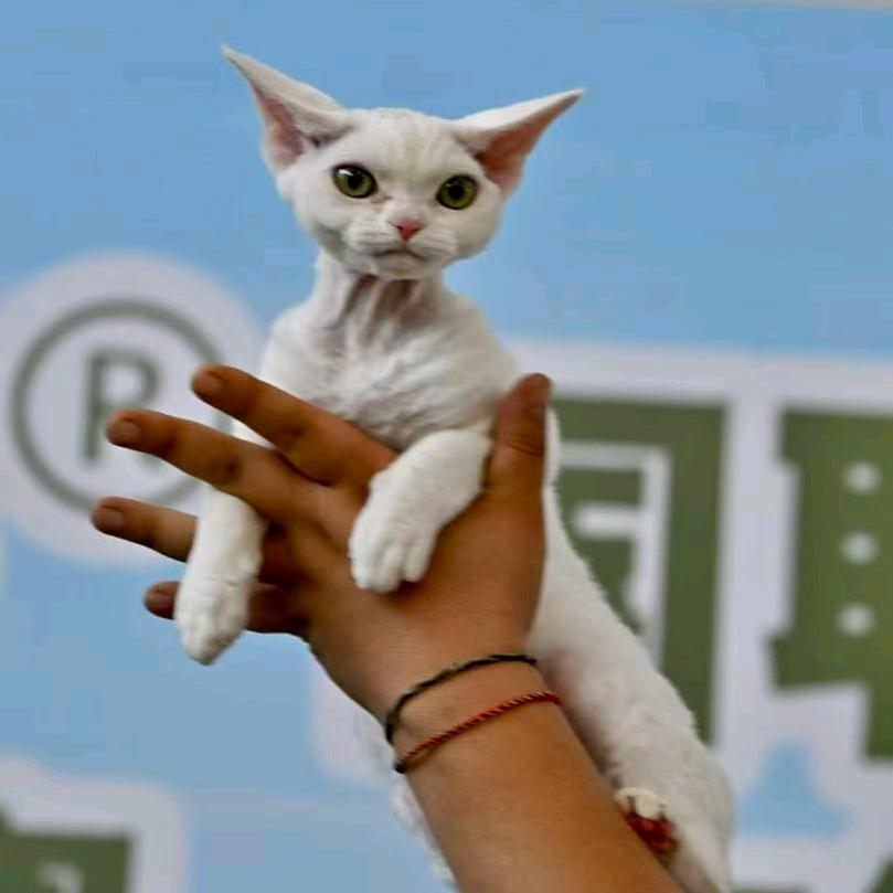 欣宠乐园