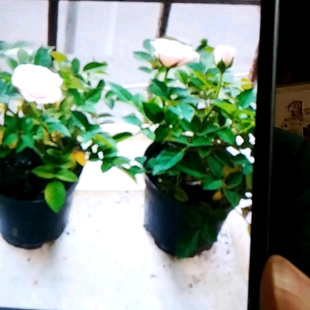 永远爱873