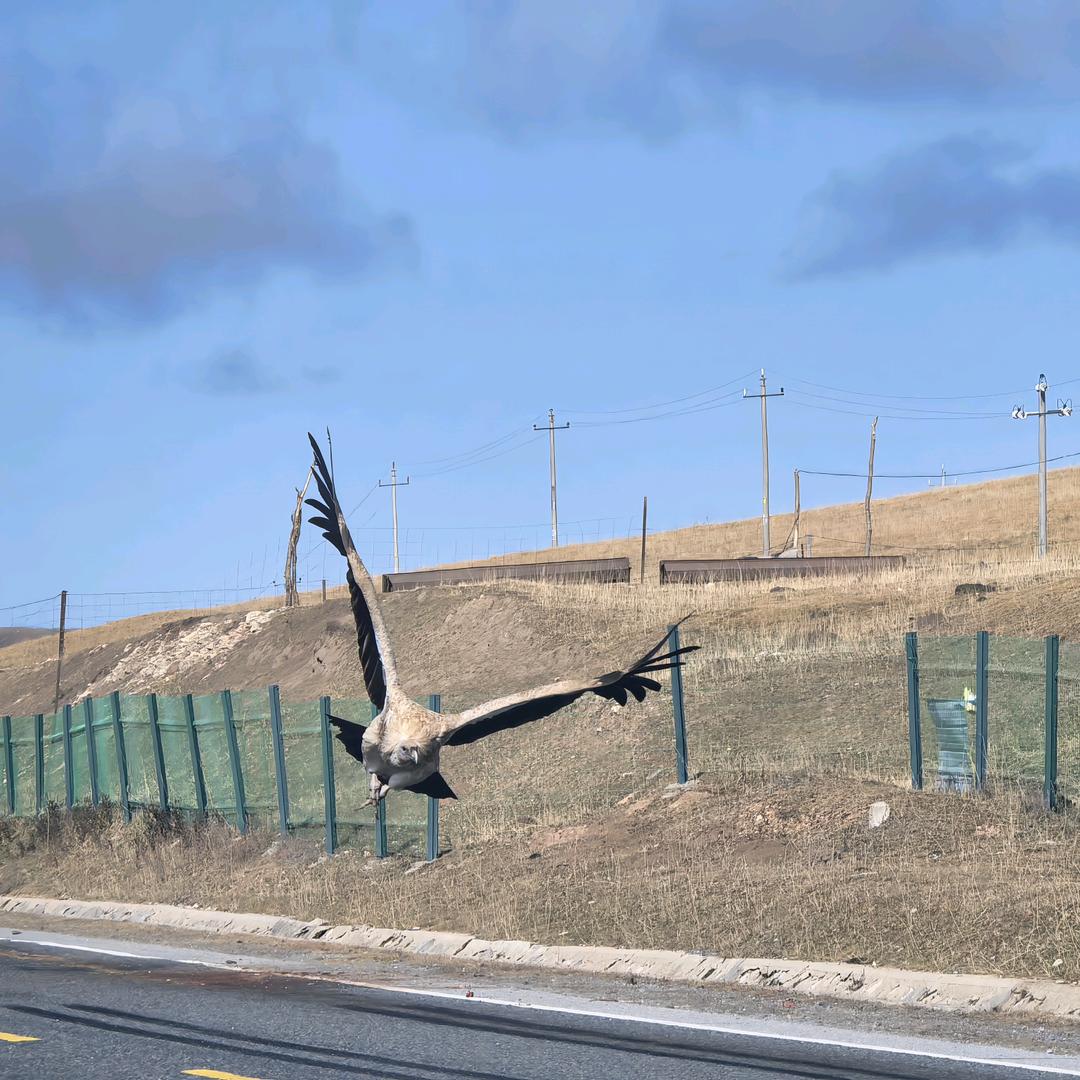 青甘/甘南领队羽途