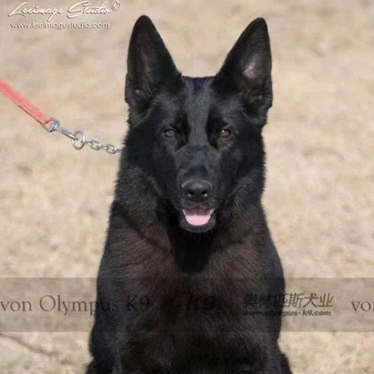 大唐厚德犬舍
