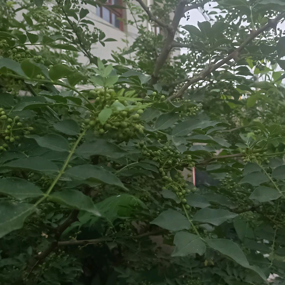 开心的一天