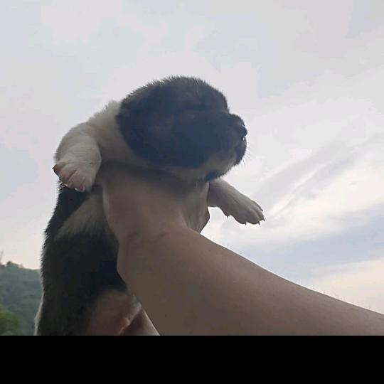 乡村梦幻
