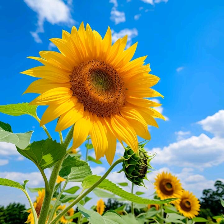 柿柿🌻如意🐮
