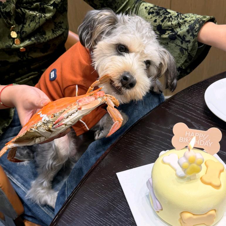 甜甜圈小侠不吃甜