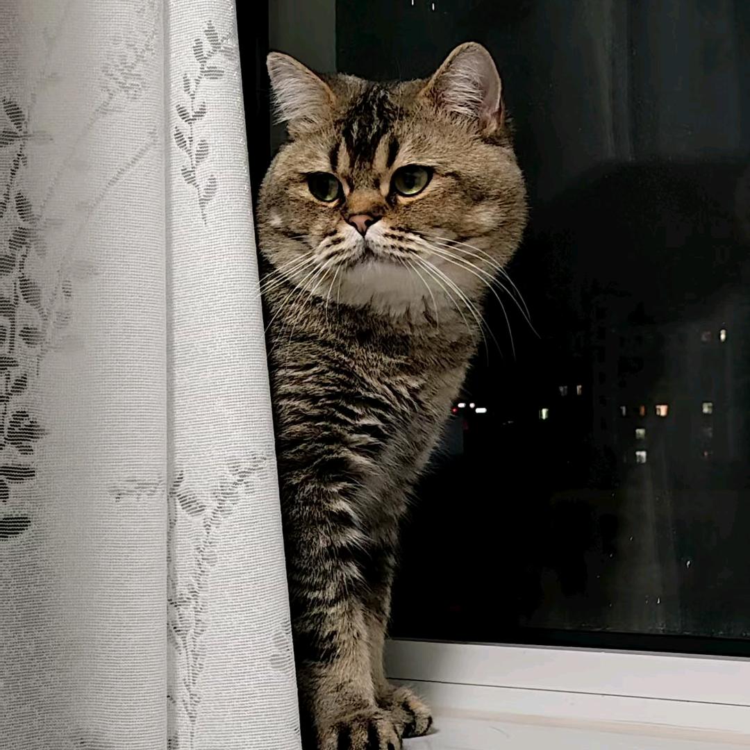 南歌.