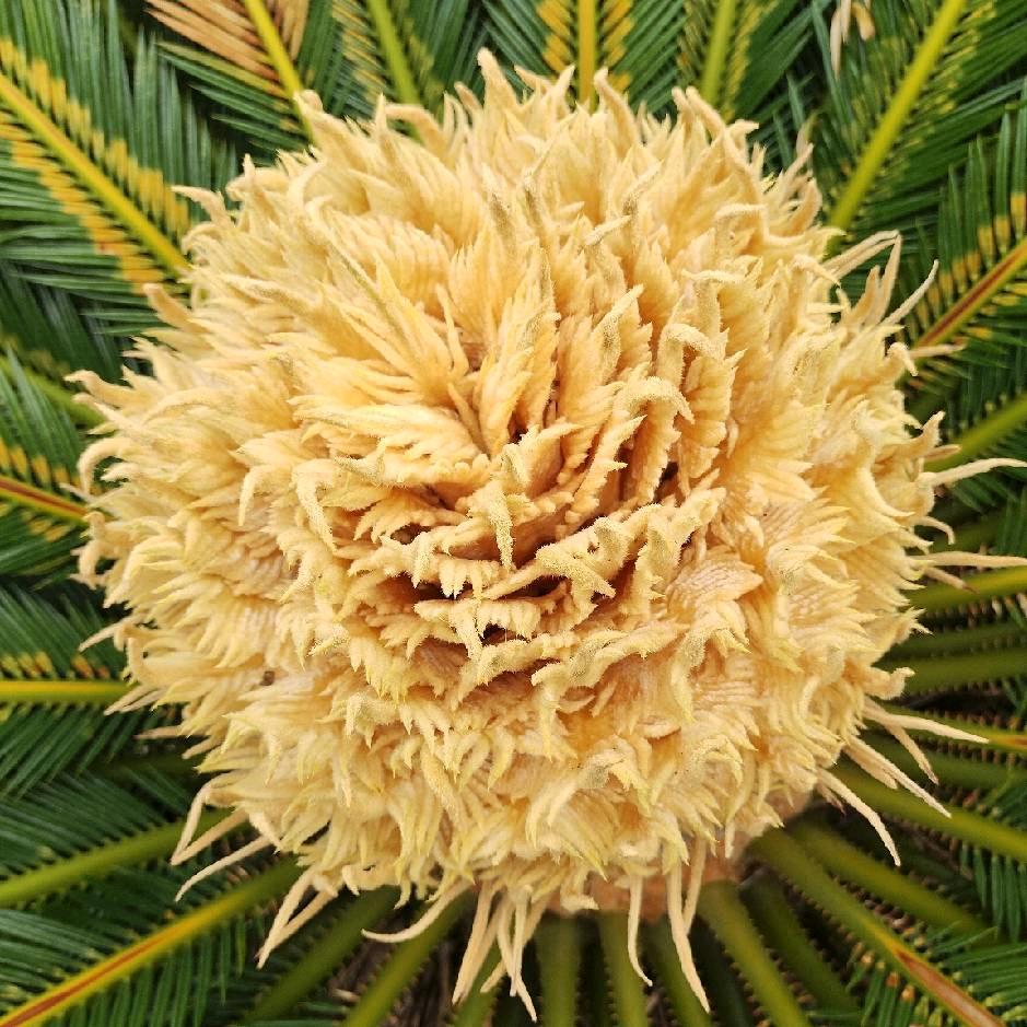 宝奶奶，加工蒸糕，