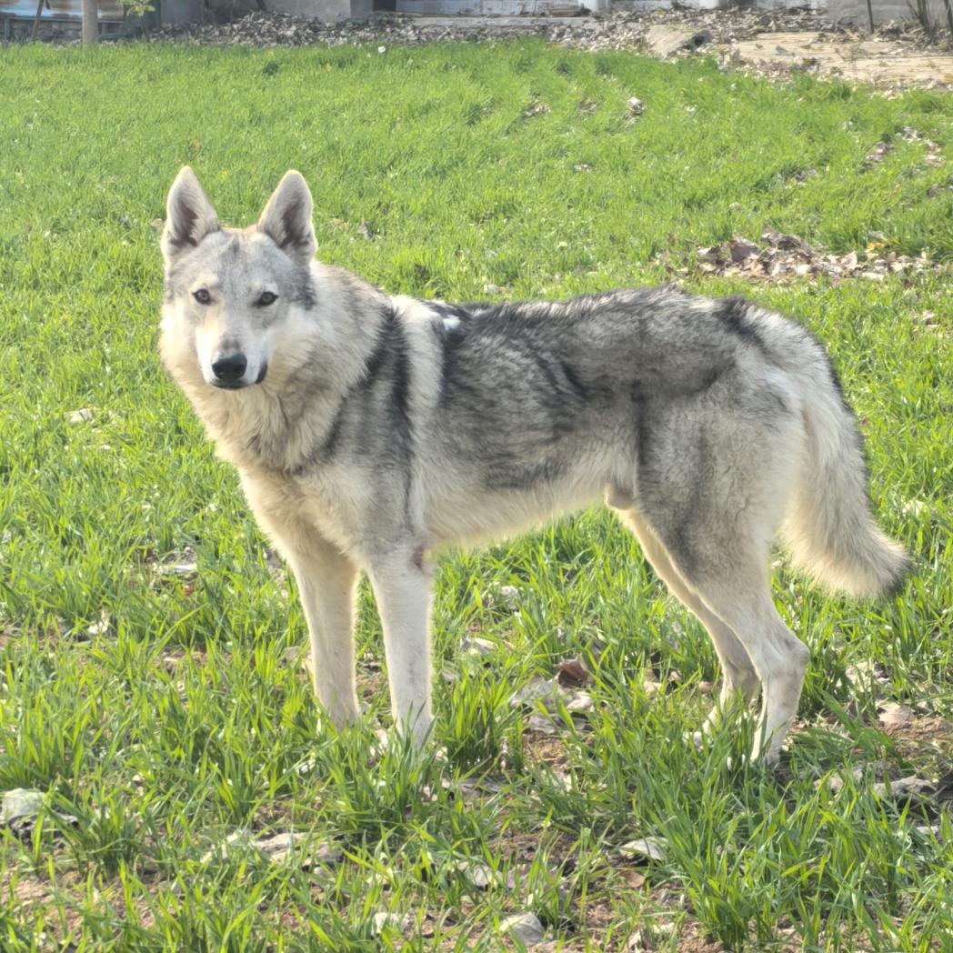 CKU-中原狼-捷克狼犬舍
