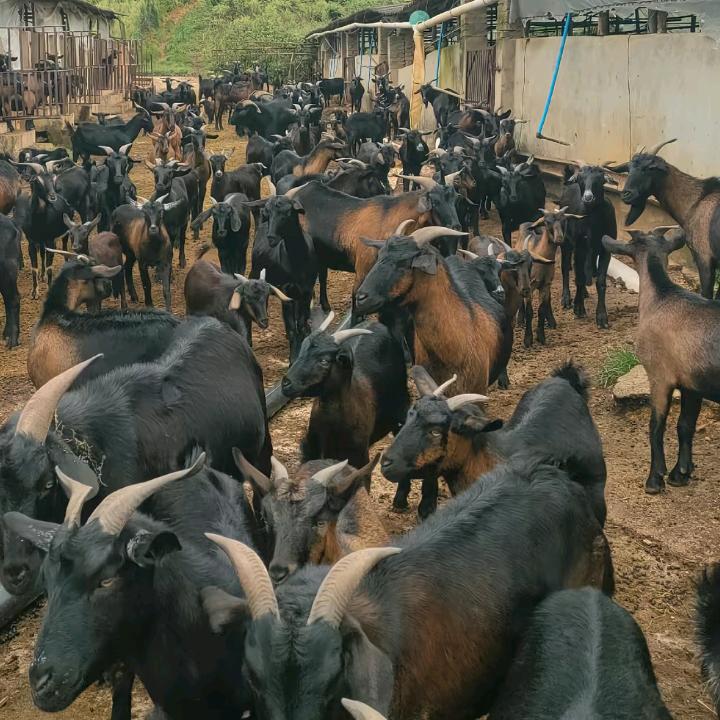 陇川小张牧羊人