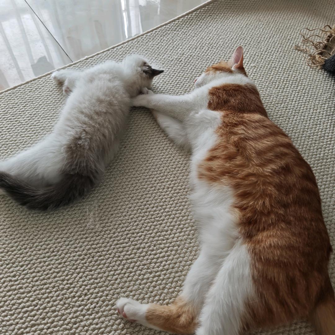 •.* ˚小薪亿亿𓅹°