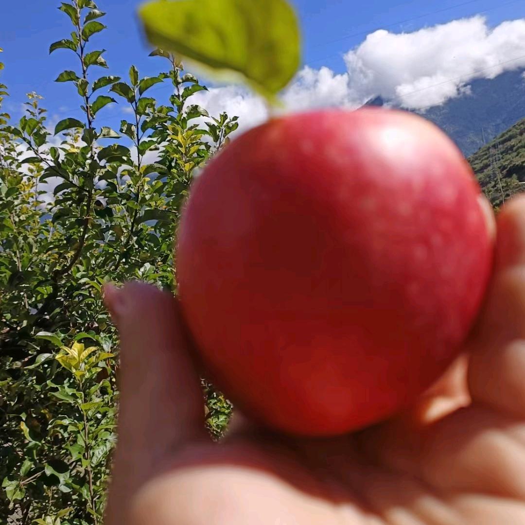 兰心蕙质(达杠苹果)