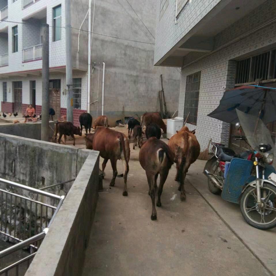 新化三哥土黄牛肉