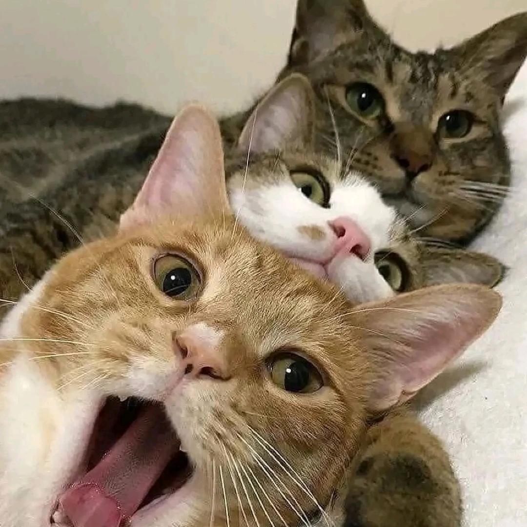 猫猫猫猫猫猫