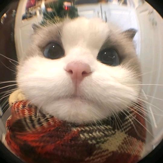 ➕➕早点睡（减脂版）