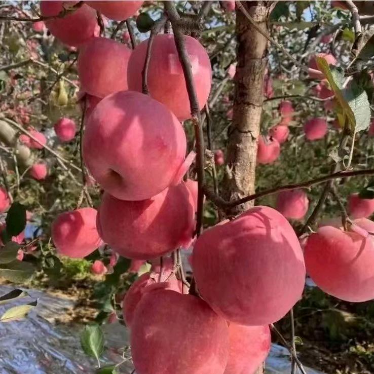 蓝  桉