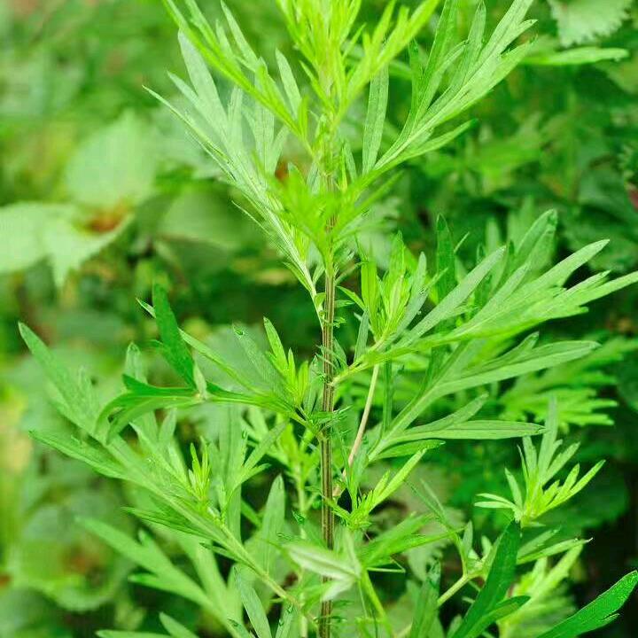 梦想十分单身123