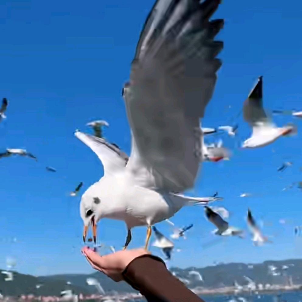 🌺ᝰ᭄💞量体裁衣💜💜💜💜