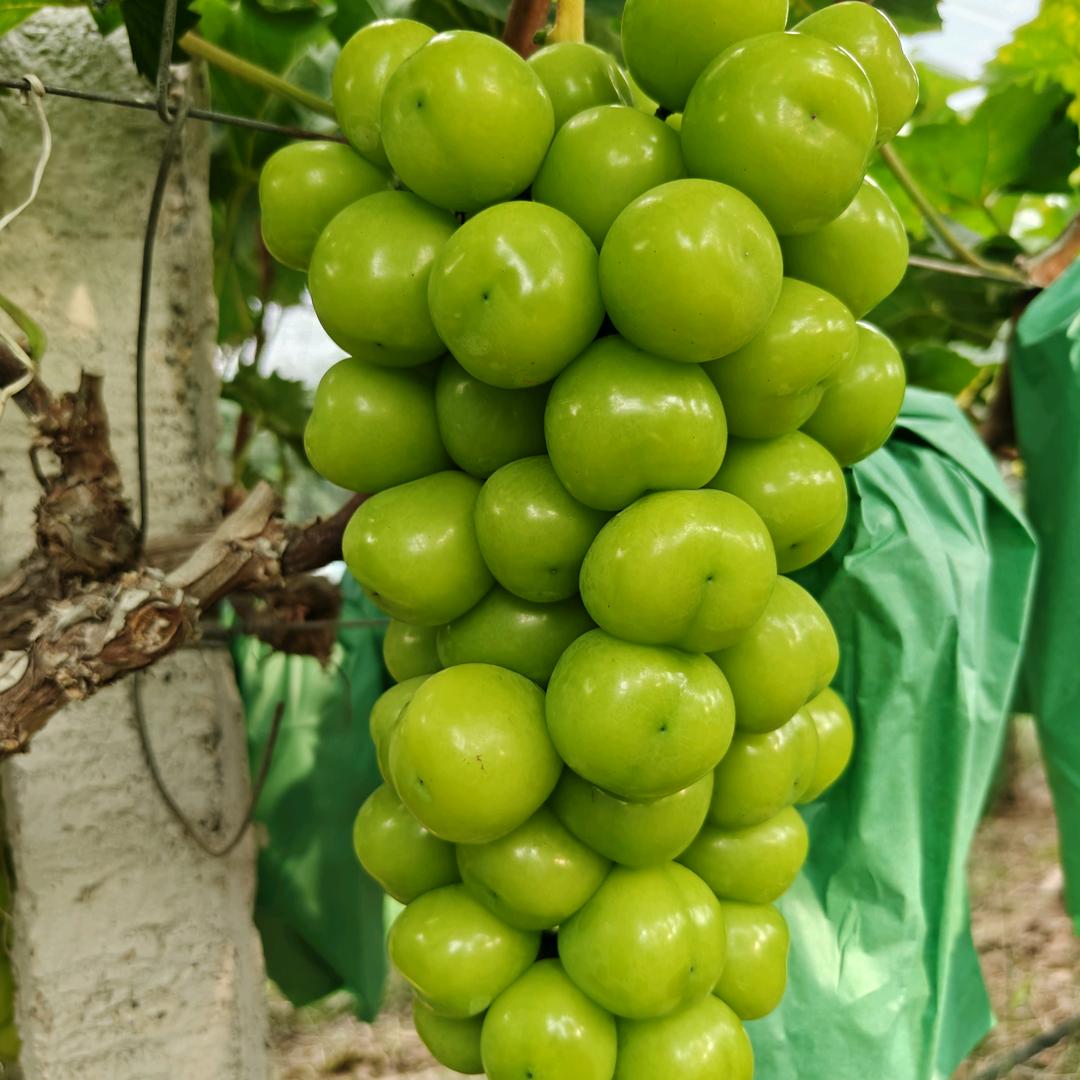 陕西阳光玫瑰代收，代发