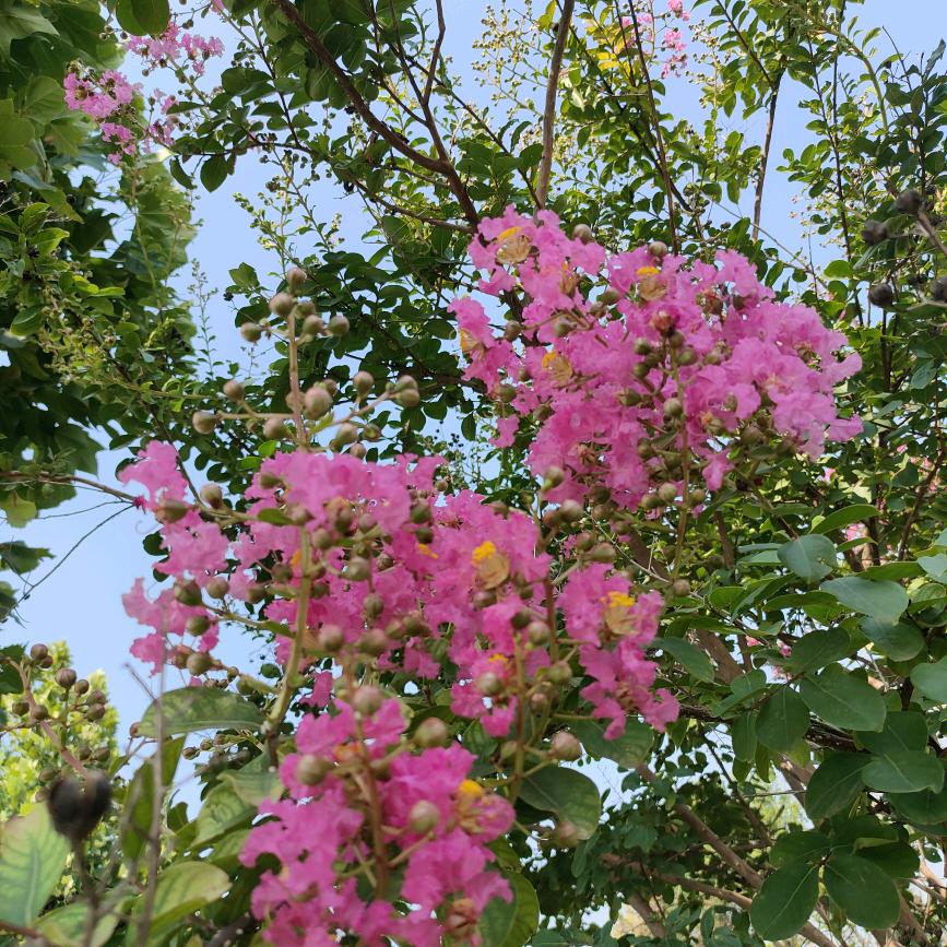 果子影视
