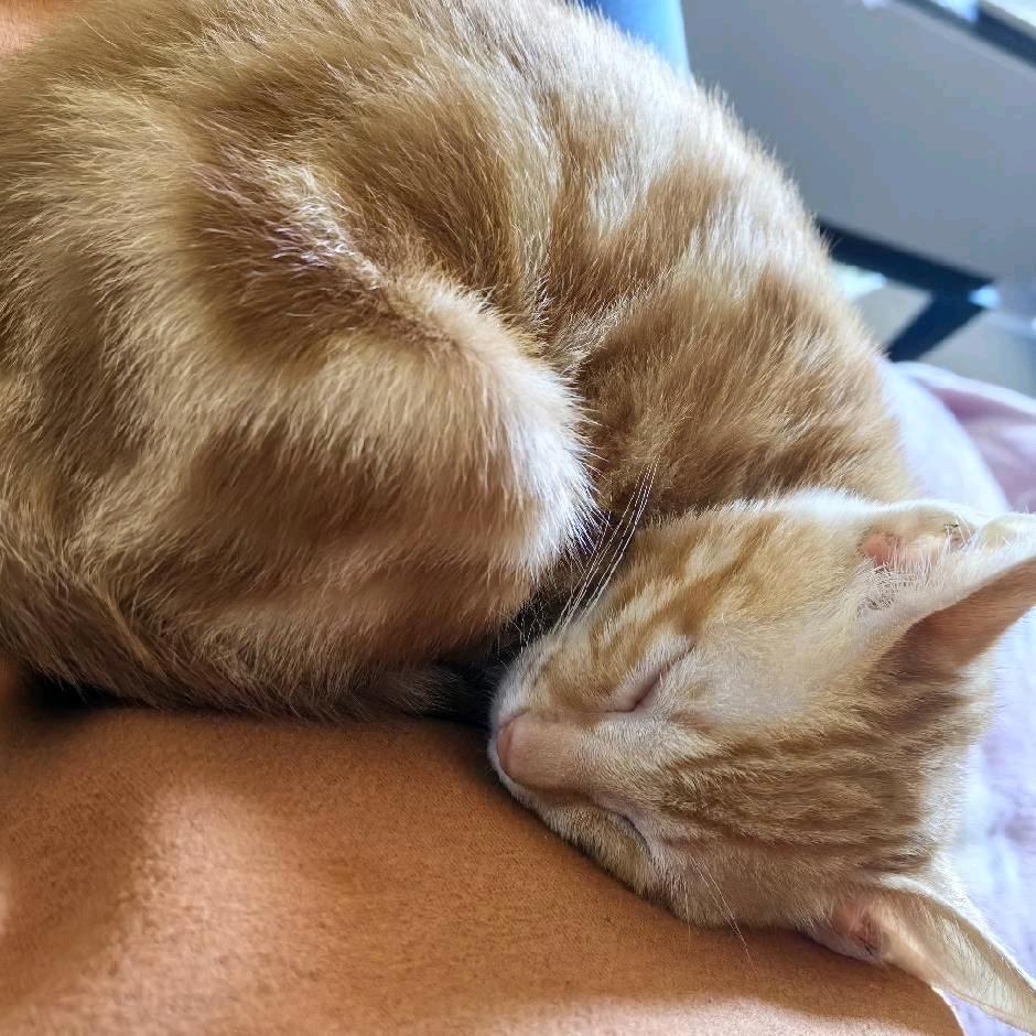 是歆还是❤（已—19.2斤）