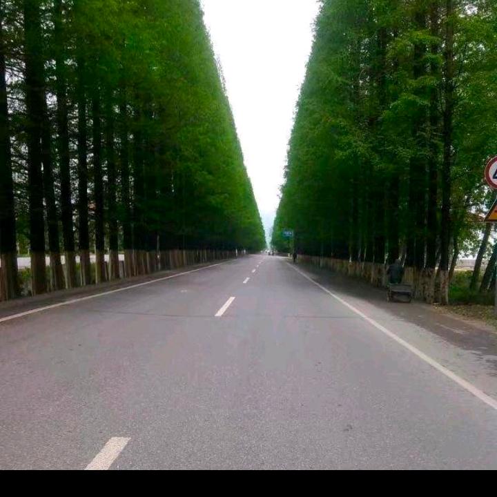 宜川阁楼西岭新品种苹果树苗