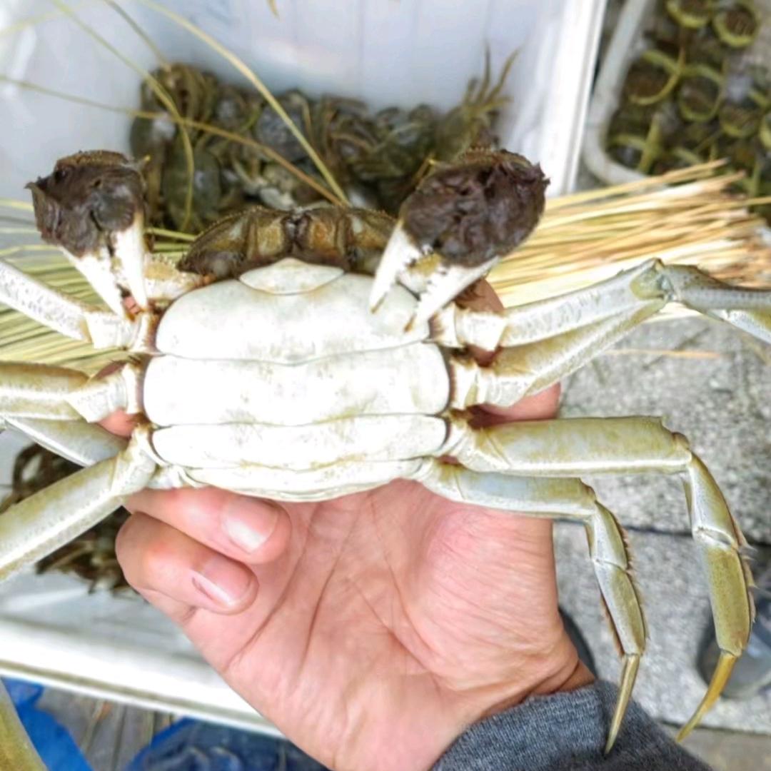 洪泽湖大闸蟹