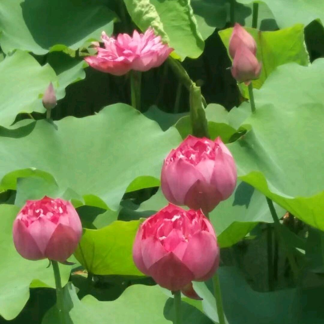 不忘初心🌺🌺