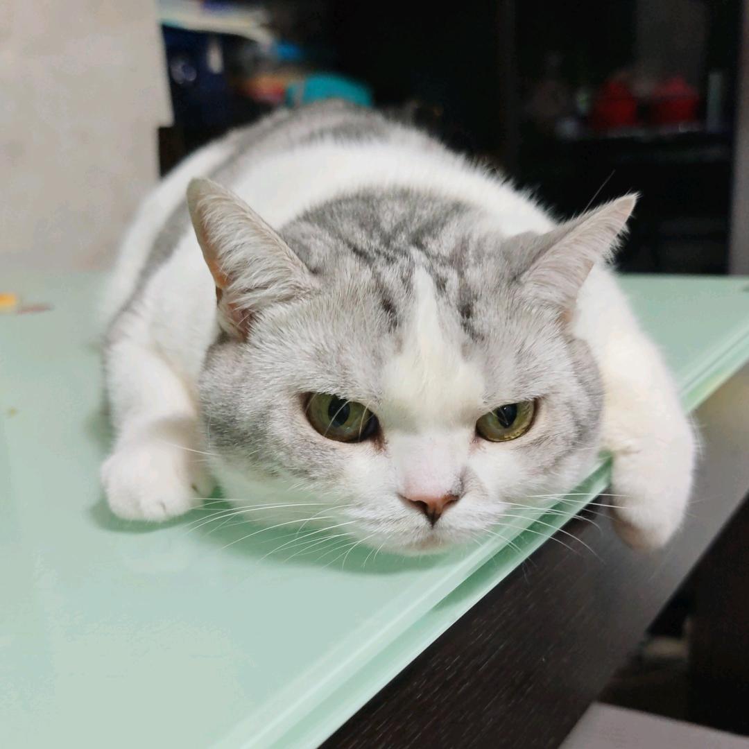 敦敦实实二牛妈