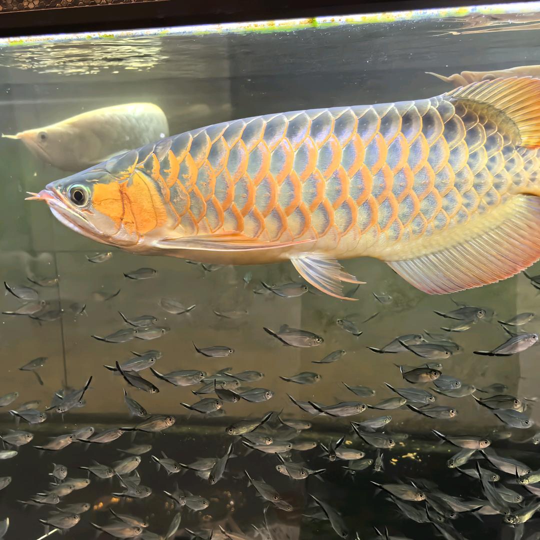 辉煌水族H