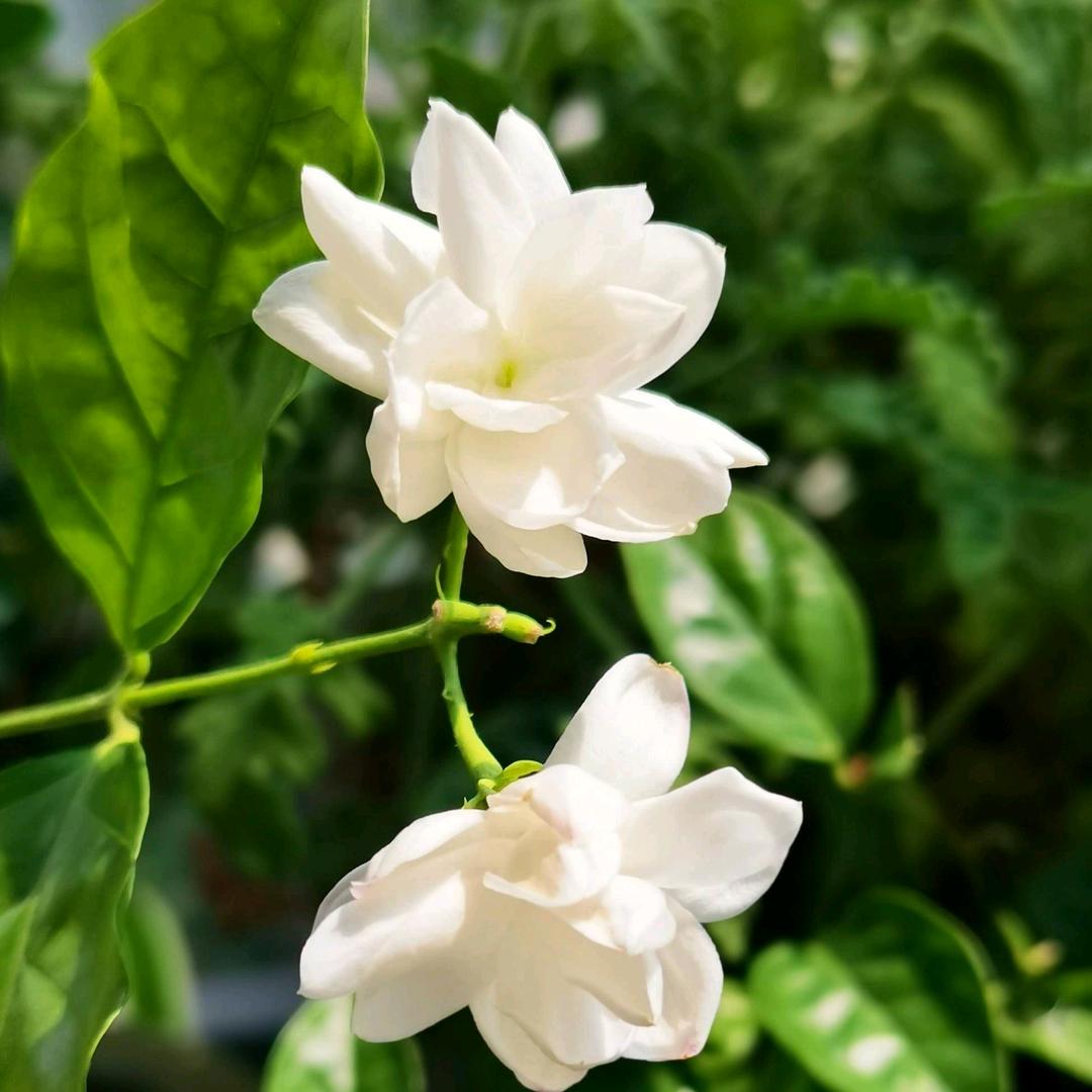 茉莉姐～