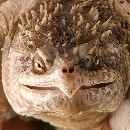 天使拉斐尔（收退坑）