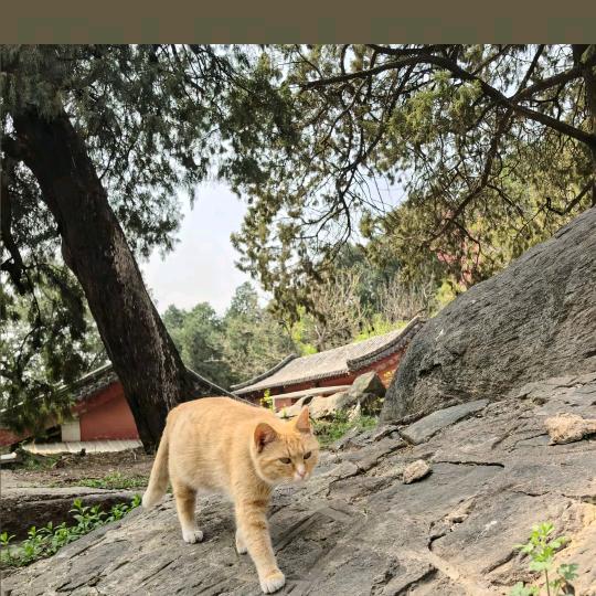清风拂杨柳