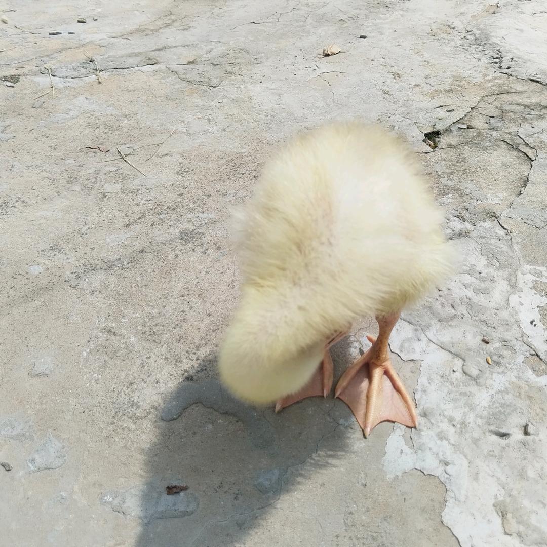 风里有毛