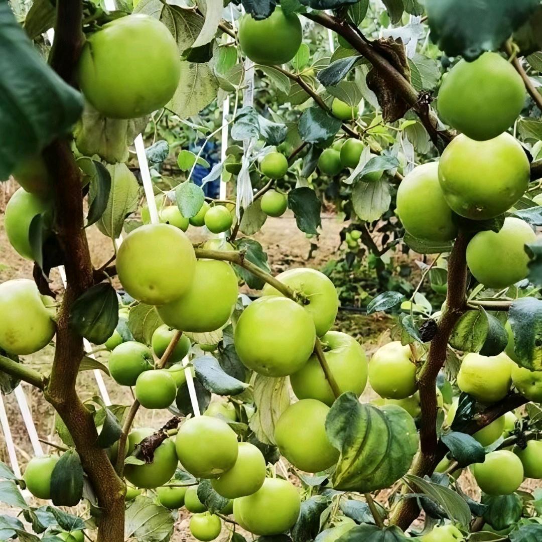 苹果枣 大青枣种植育苗供应基地
